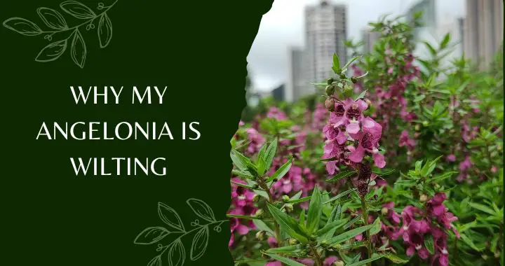 Why My Angelonia is Wilting