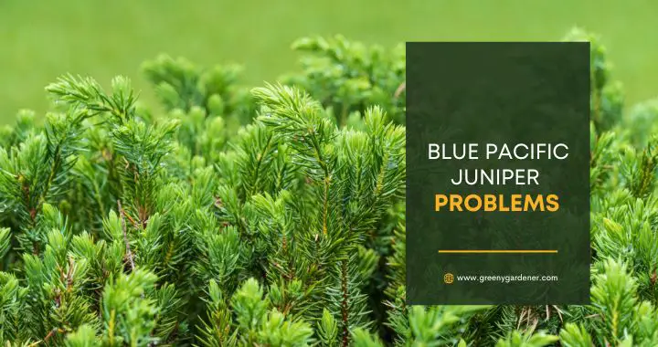 Blue Pacific Juniper Problems