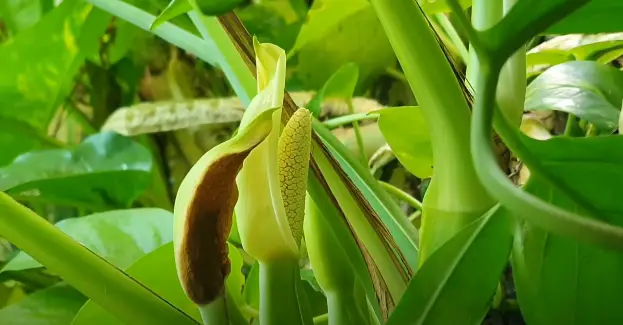 GOLDEN-POTHOS-FLOWERS