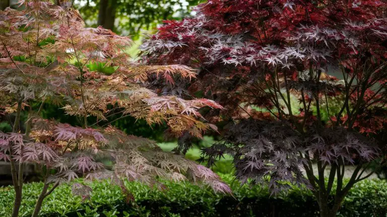 acer palmatum atropurpureum vs bloodgood