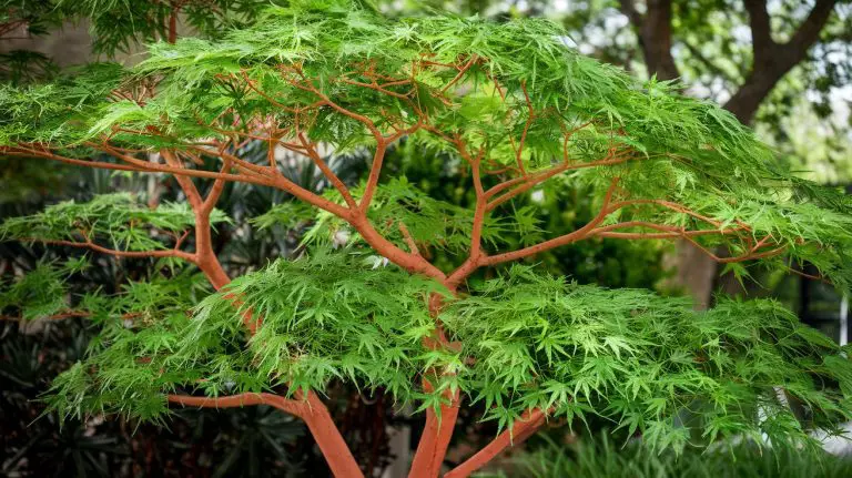 acer sango kaku problems