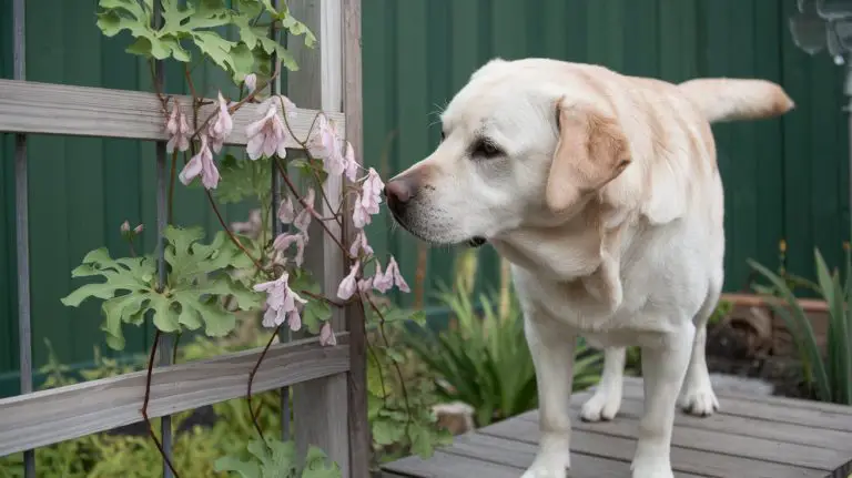 akebia quinata poisonous dogs