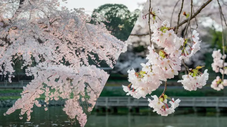 akebono cherry tree vs yoshino