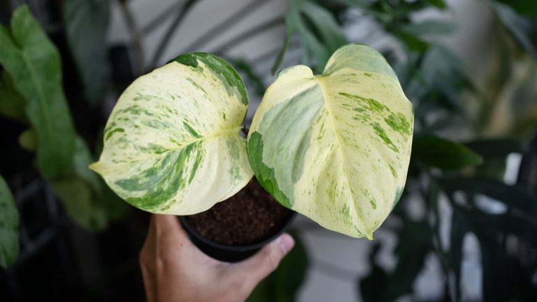 Manjula Pothos Care: Your Definitive Guide
