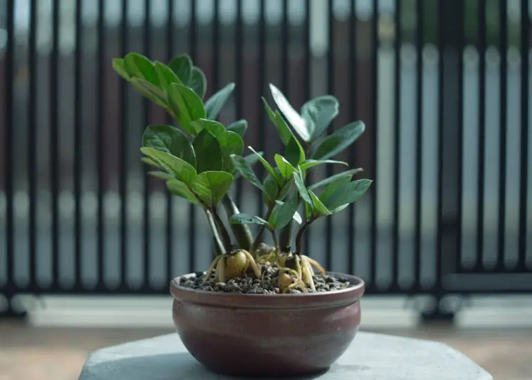 Types of ZZ Plants