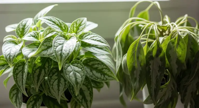 aluminum plant drooping leaves