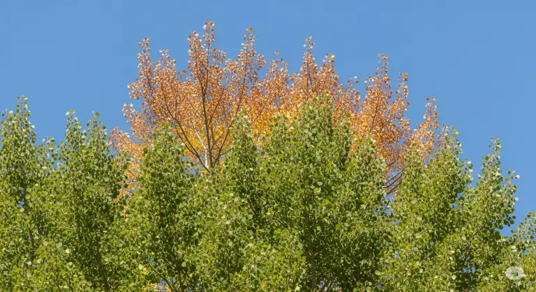 aspen trees dying from top down