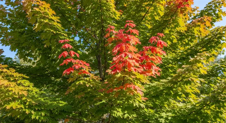 autumn blaze maple turning red in june