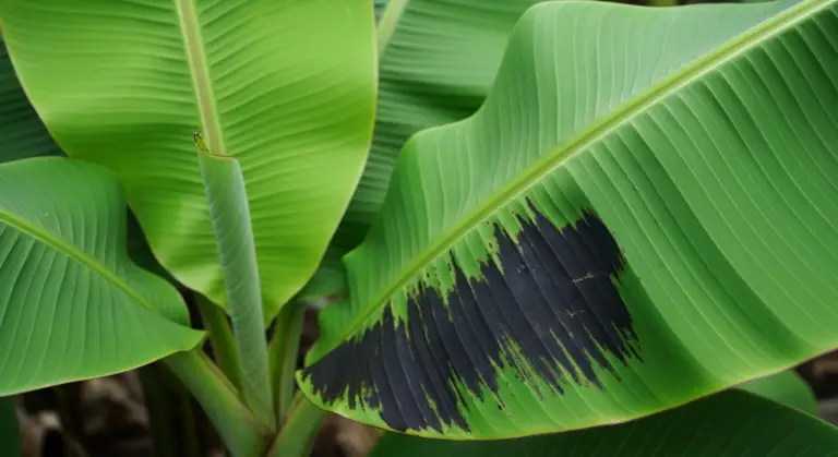 banana plant leaves turning black