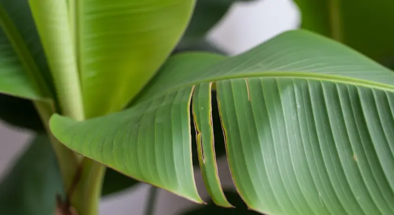 banana tree leaves breaking